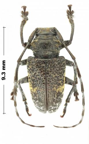 Frea sp.